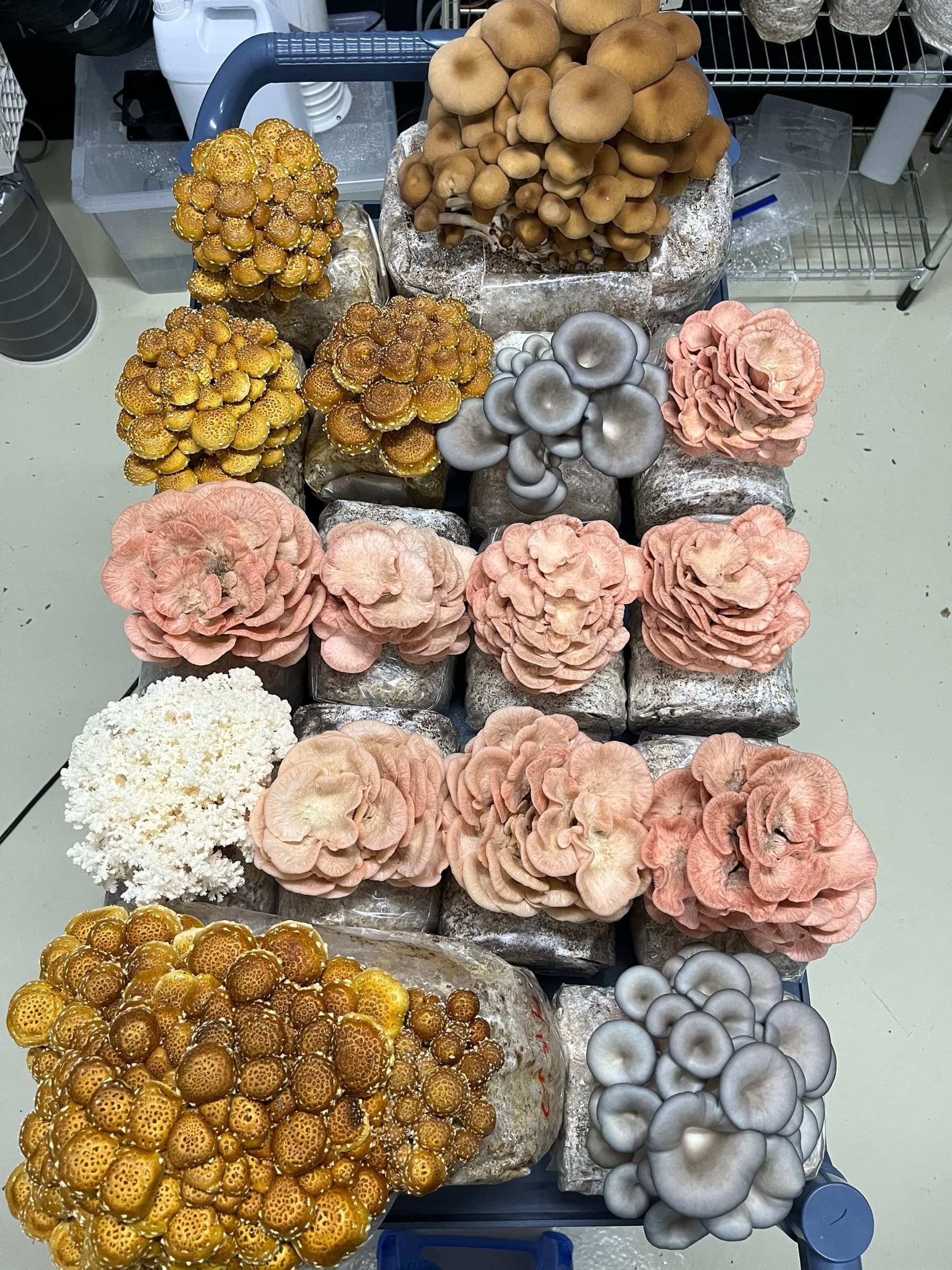 Five mushroom species fruiting side by side on the Shroomy grow-room table