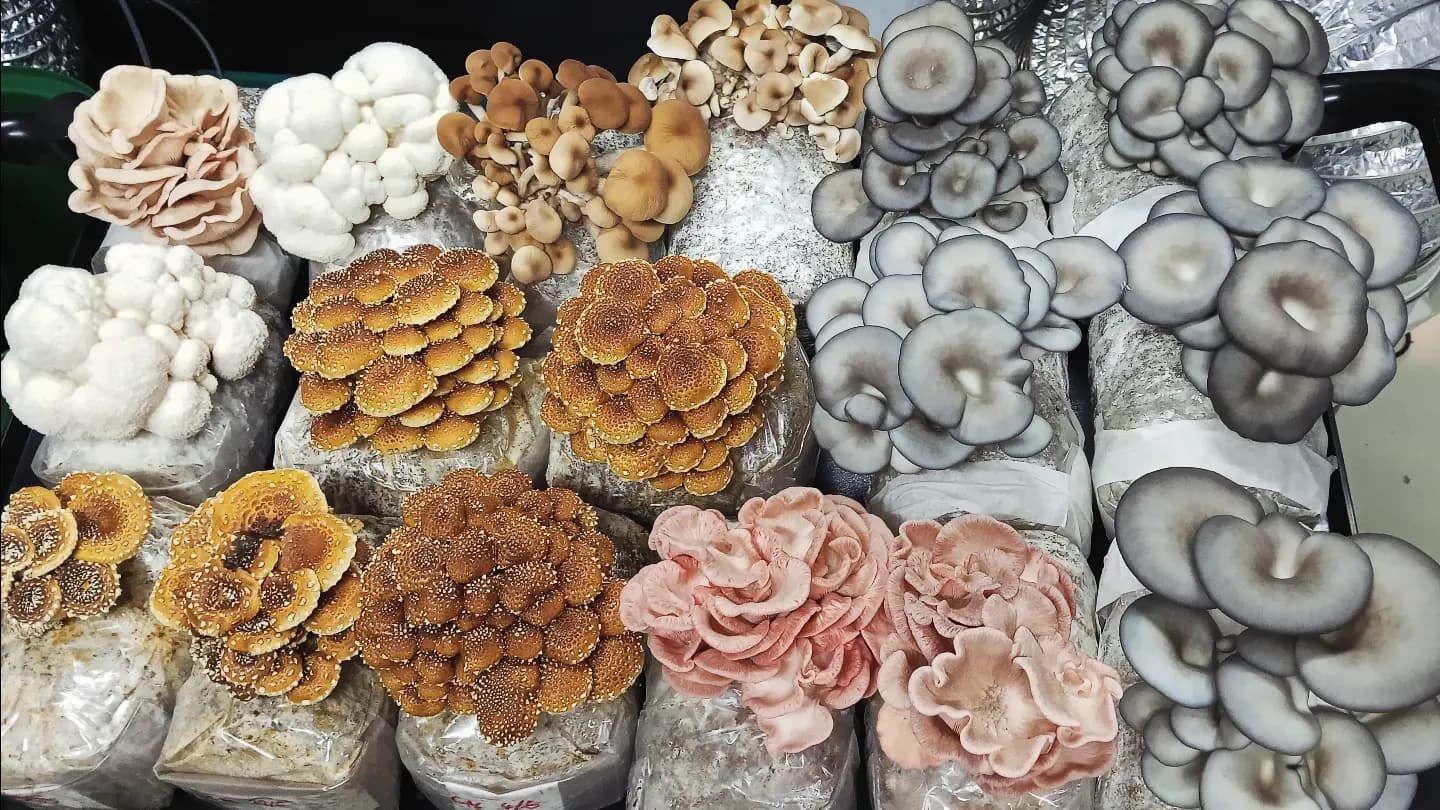 Tray of assorted gourmet mushrooms — grey oyster, pink oyster, lion's mane and golden oyster