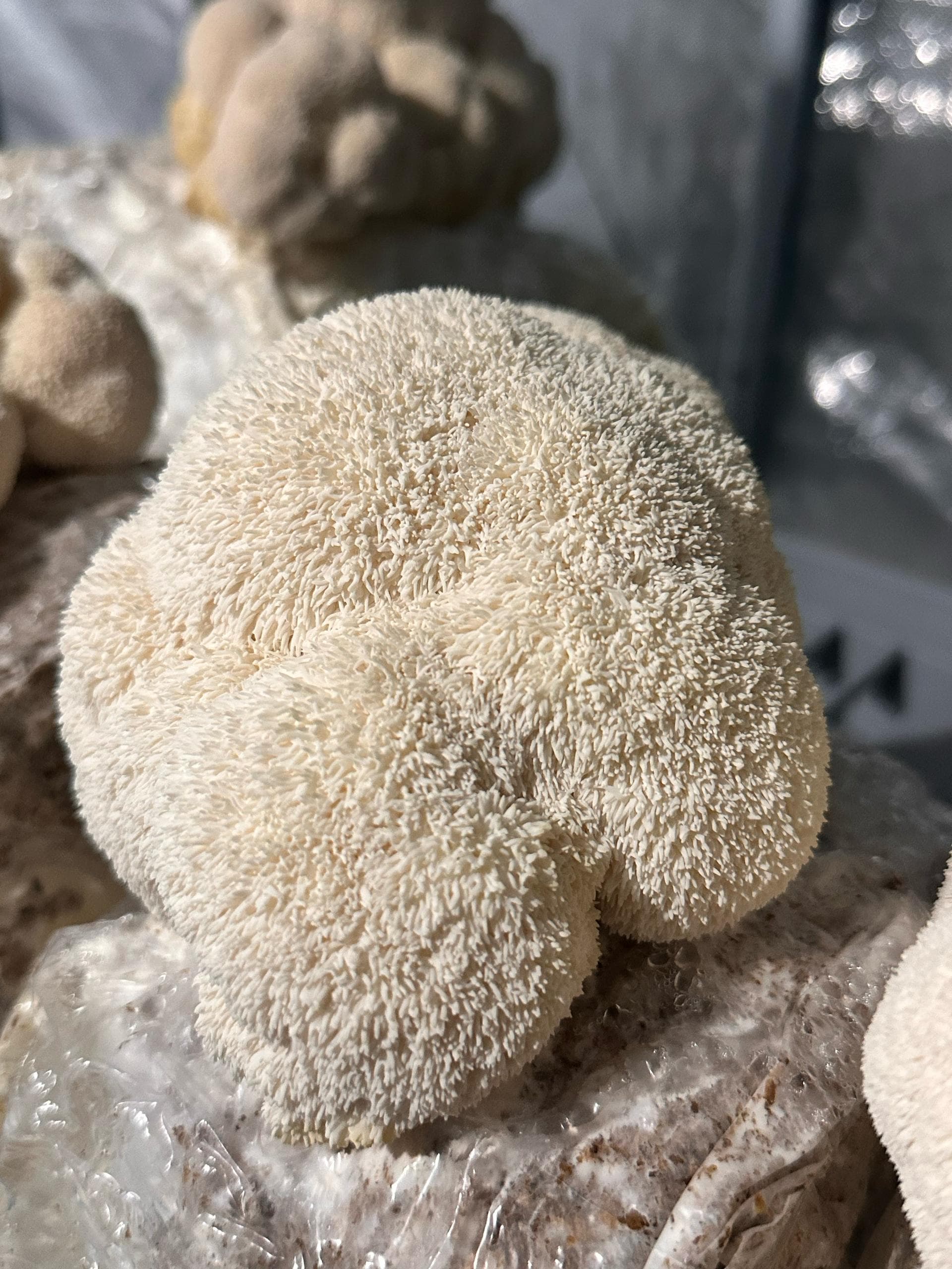 Lion's Mane Grow Kit