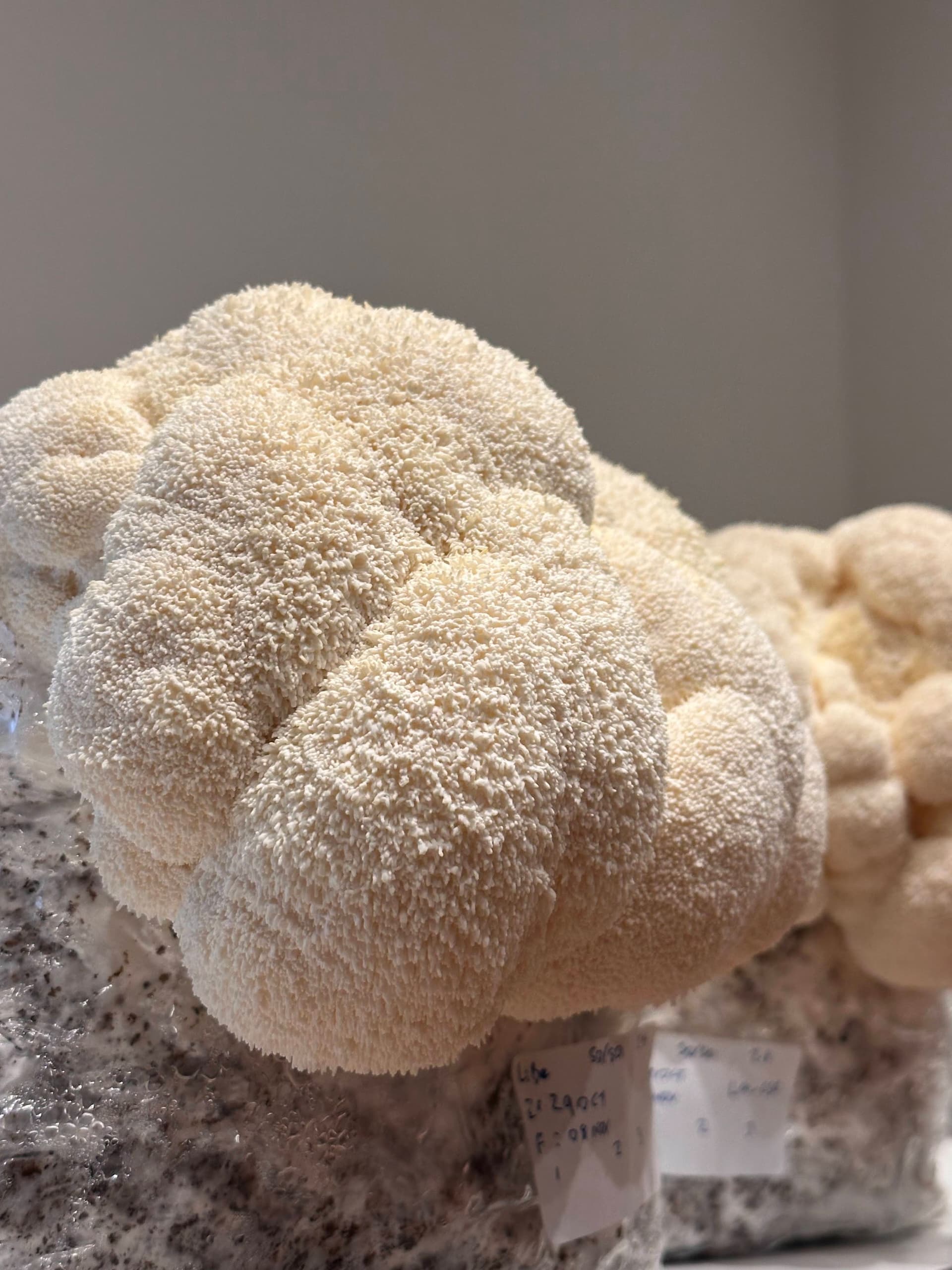 A lion's mane mushroom under warm light