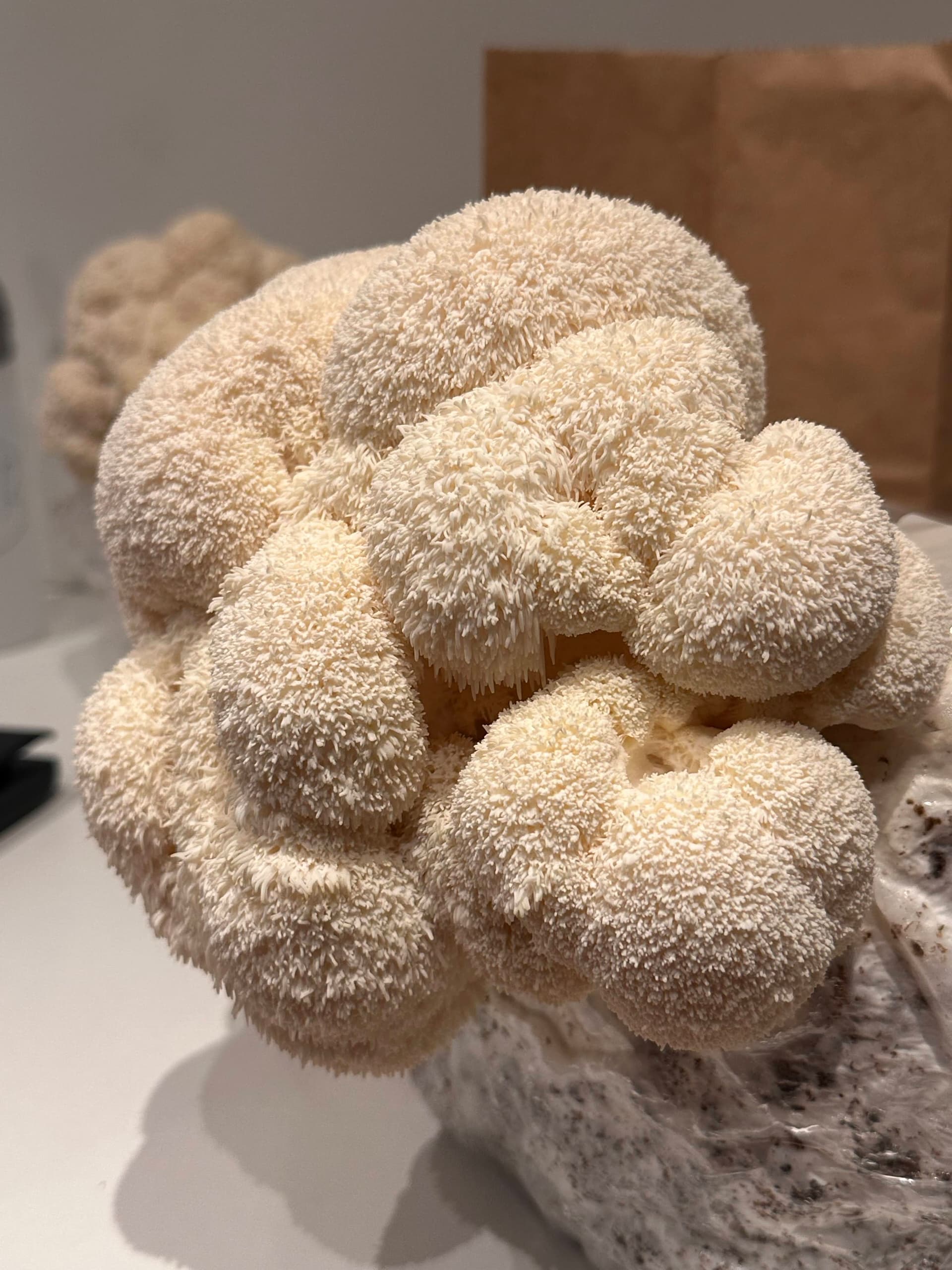 A lion's mane mushroom growing at the Shroomy farm, its icicle-like spines catching the light