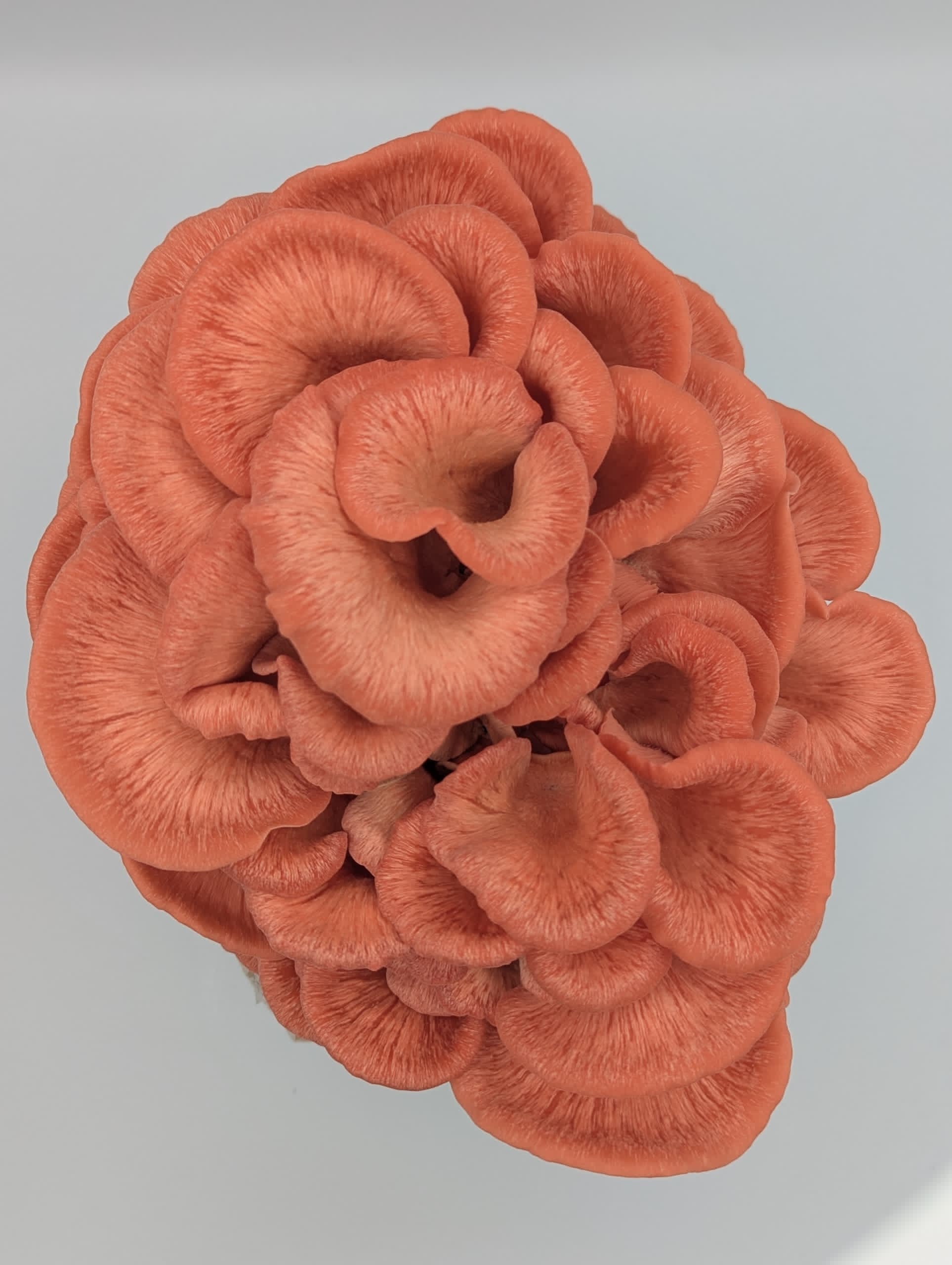 A coral-pink rosette of pink oyster mushrooms, shot from above