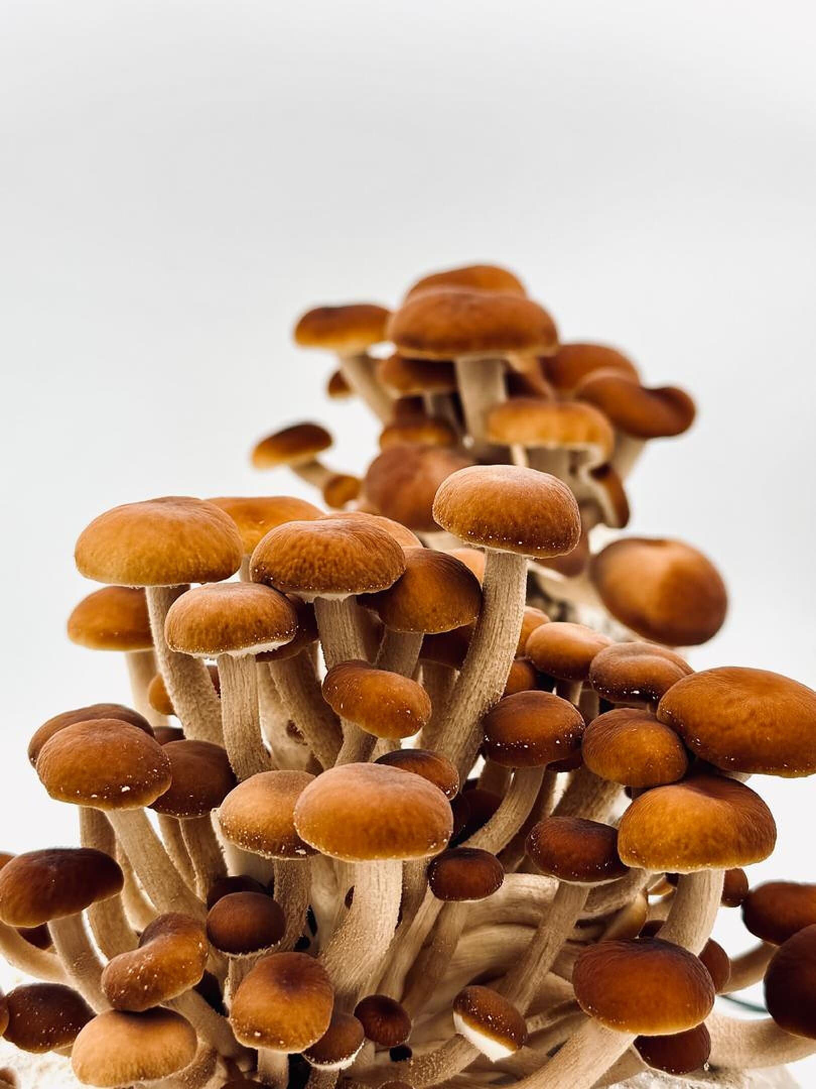 A cluster of pioppino mushrooms fruiting from a grow block